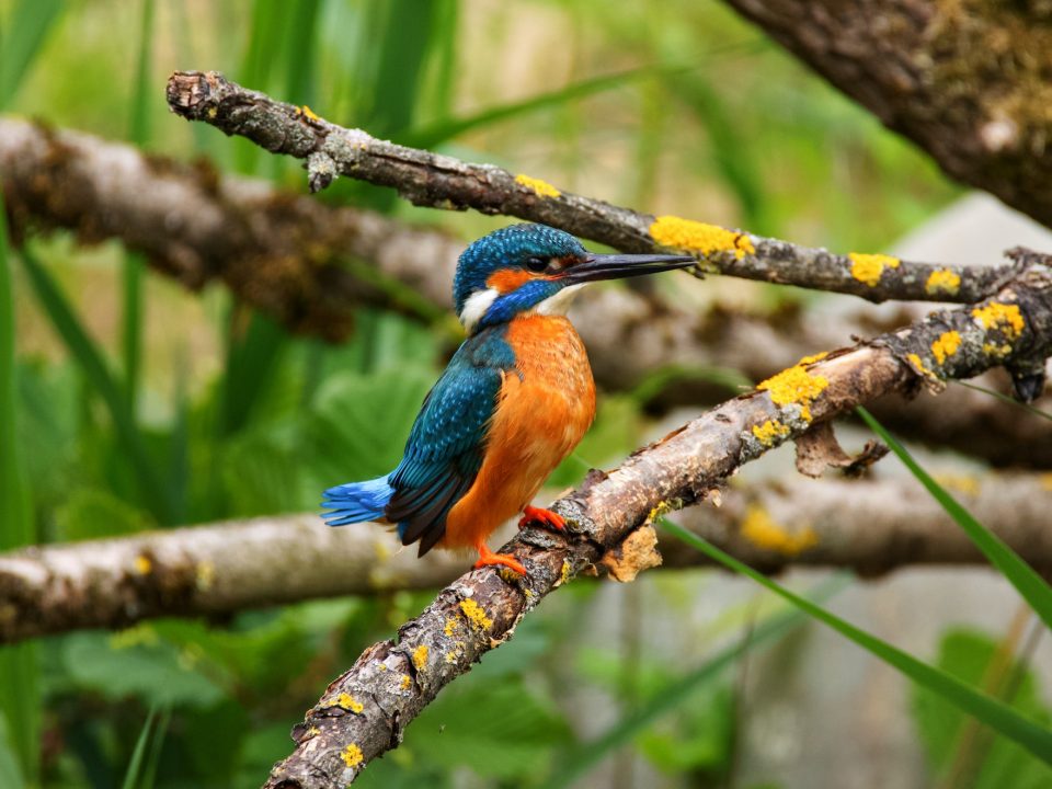 Birding in Mgahinga Gorilla National Park
