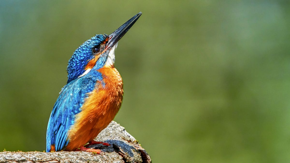 Birding in Murchison Falls National Park