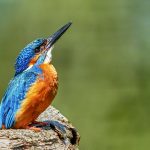 Birding in Murchison Falls National Park