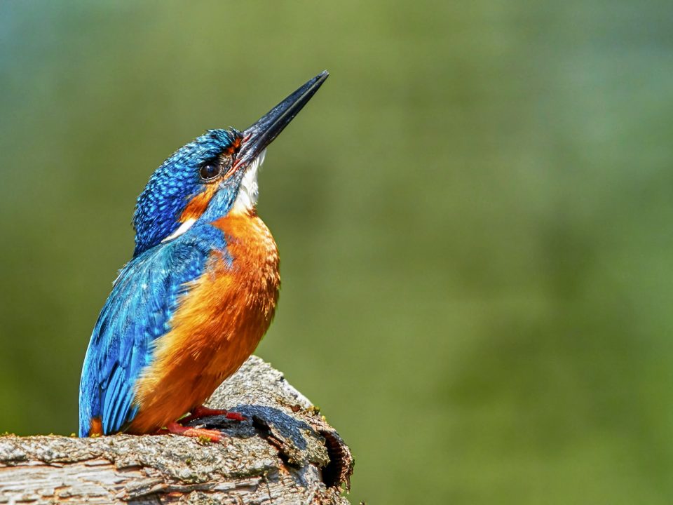 Birding in Murchison Falls National Park