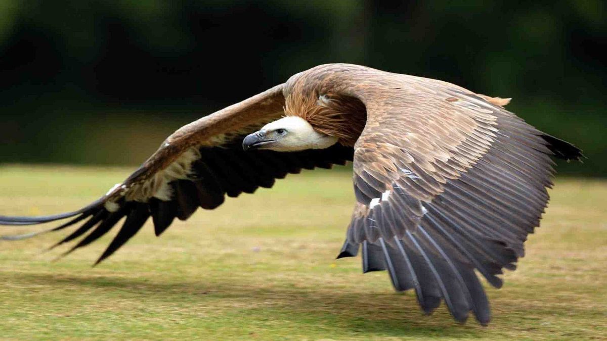 Birding in Queen Elizabeth National Park