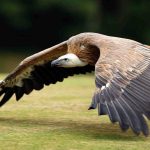 Birding in Queen Elizabeth National Park