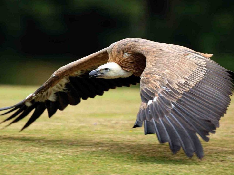 Birding in Queen Elizabeth National Park