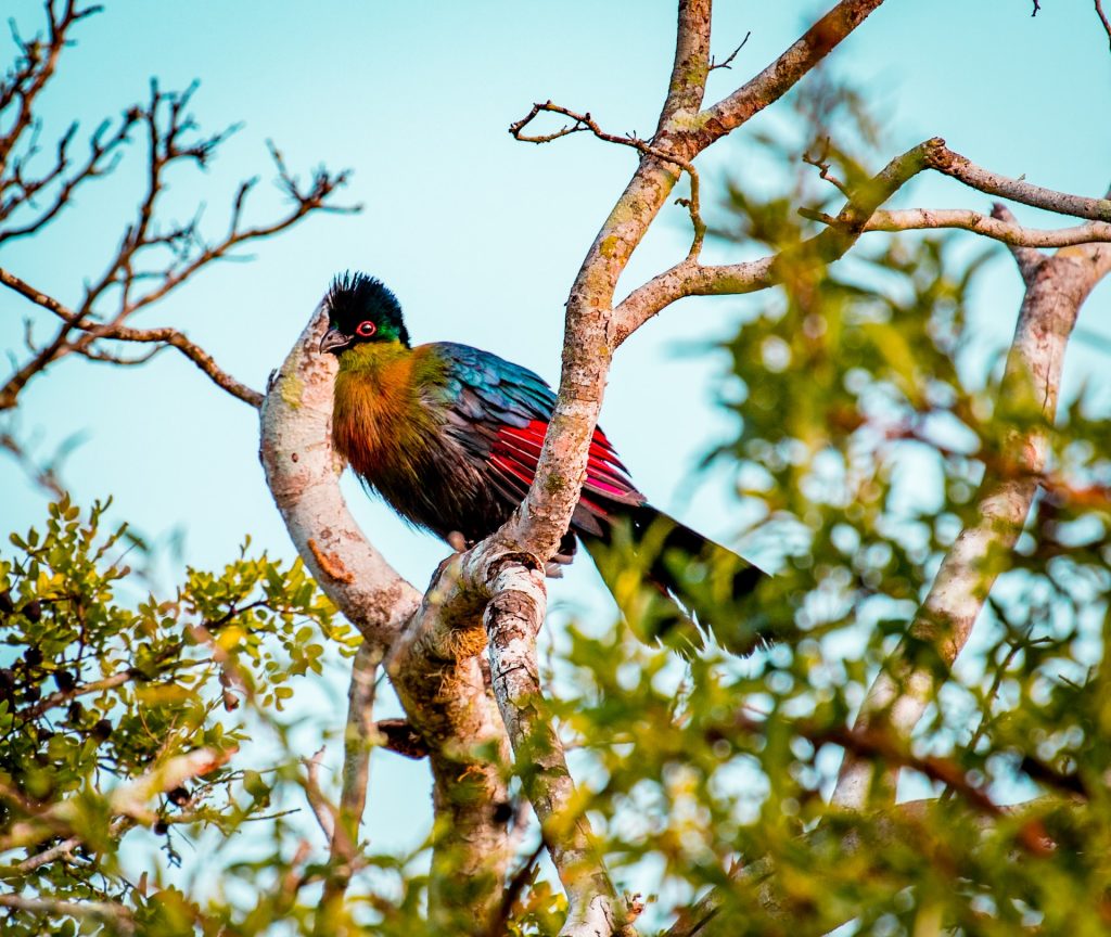 Birding on Lake Bunyonyi Islands