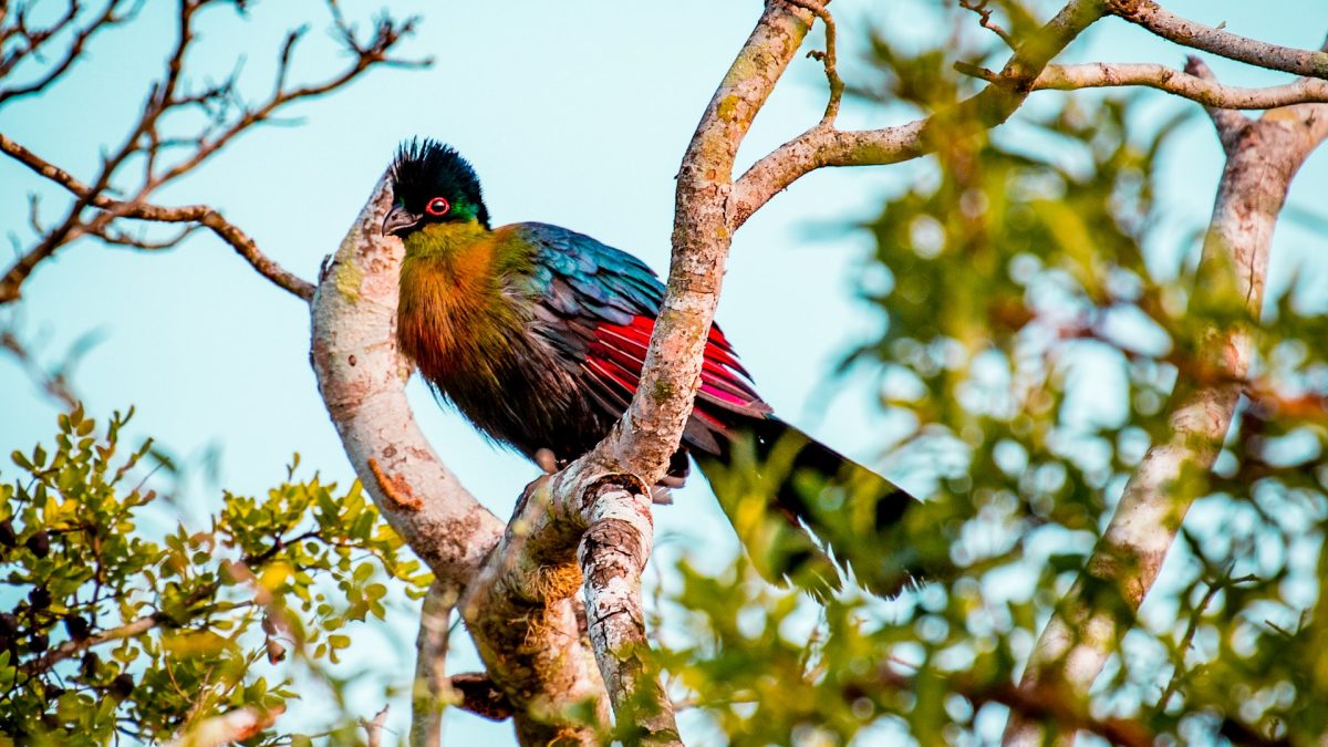 Birding on Lake Bunyonyi Islands