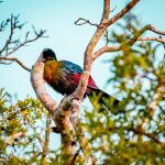 Birding on Lake Bunyonyi Islands
