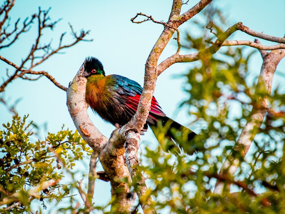 Birding on Lake Bunyonyi Islands