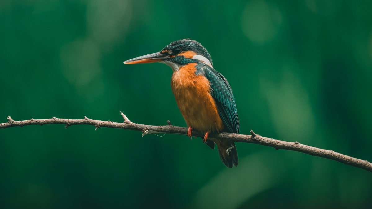 Birdwatching in Bwindi Impenetrable Forest