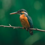 Birdwatching in Bwindi Impenetrable Forest