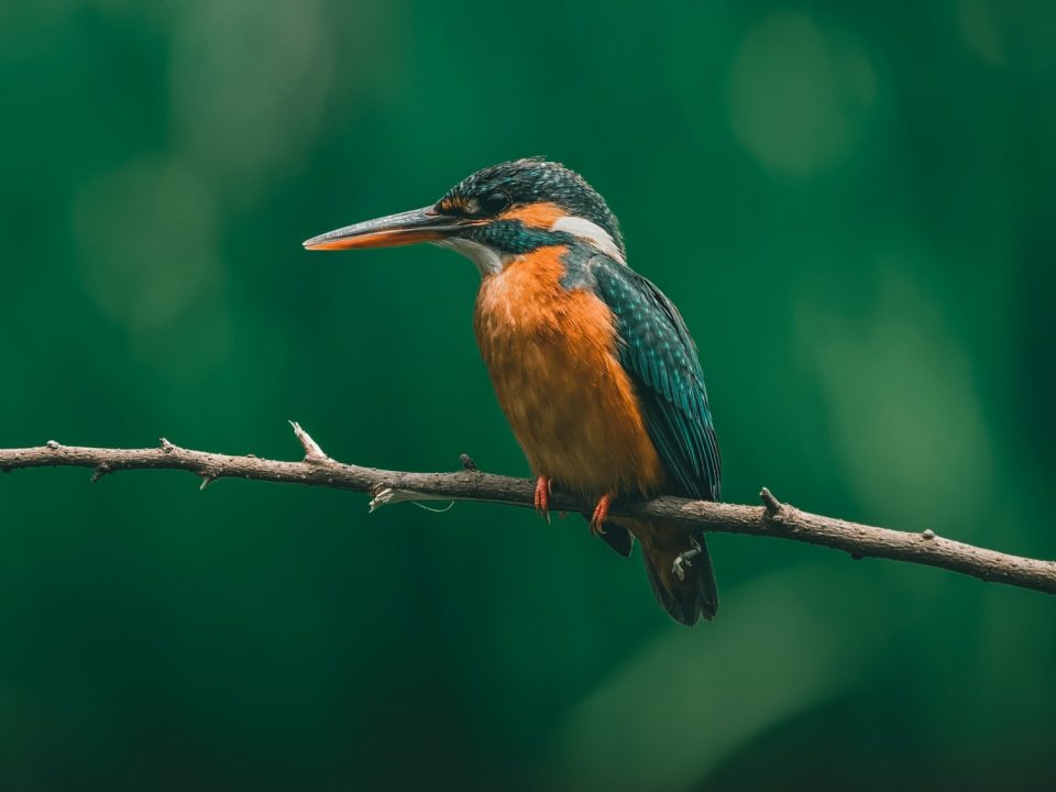Birdwatching in Bwindi Impenetrable Forest