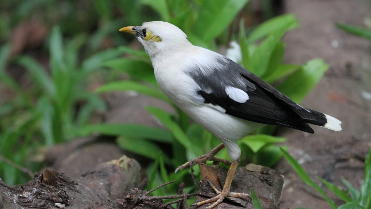 Birdwatching in Semuliki National Park