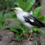 Birdwatching in Semuliki National Park