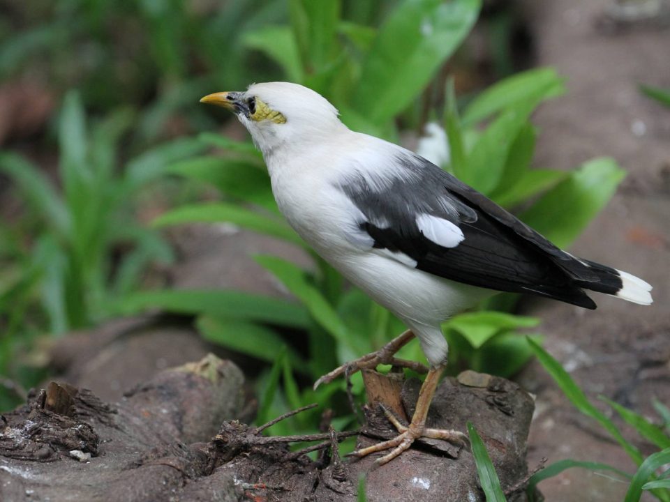 Birdwatching in Semuliki National Park