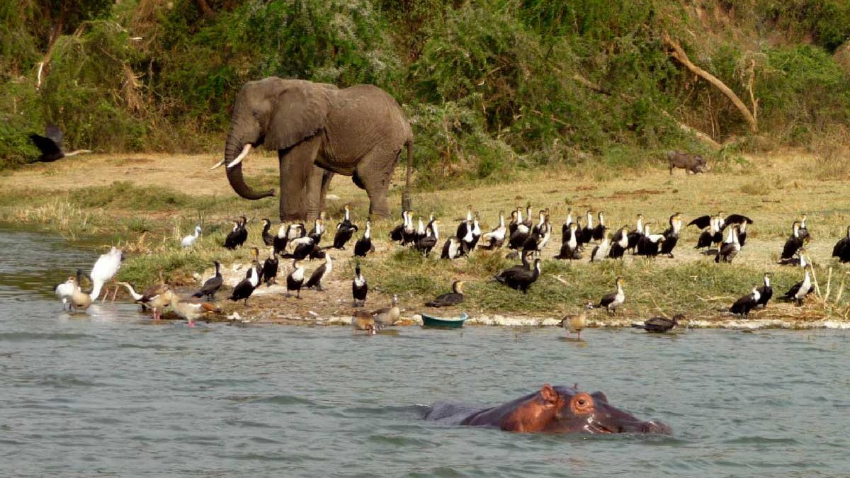 Birdwatching on Kazinga Channel Cruise