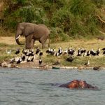 Birdwatching on Kazinga Channel Cruise