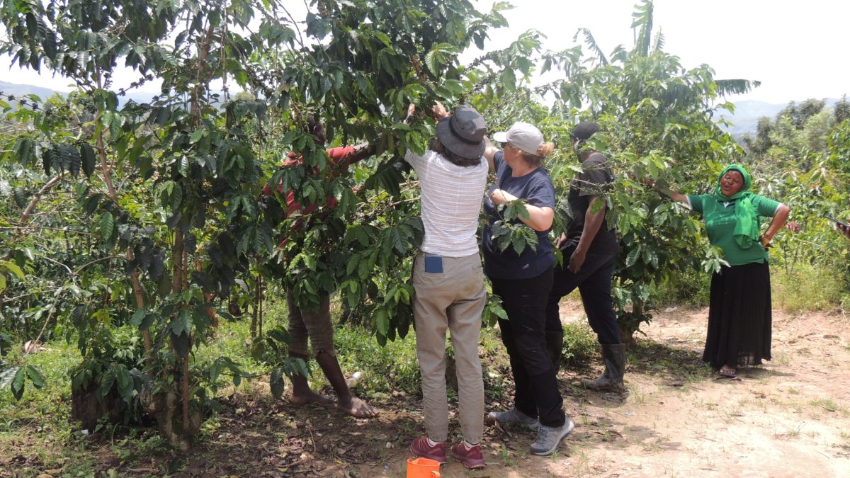 Coffee Farm Tour in Sipi