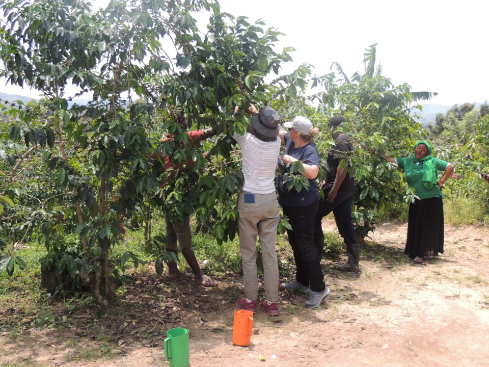 Coffee Farm Tour in Sipi