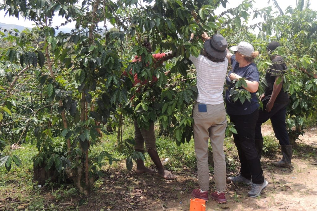 Coffee Tasting Tour in Kampala