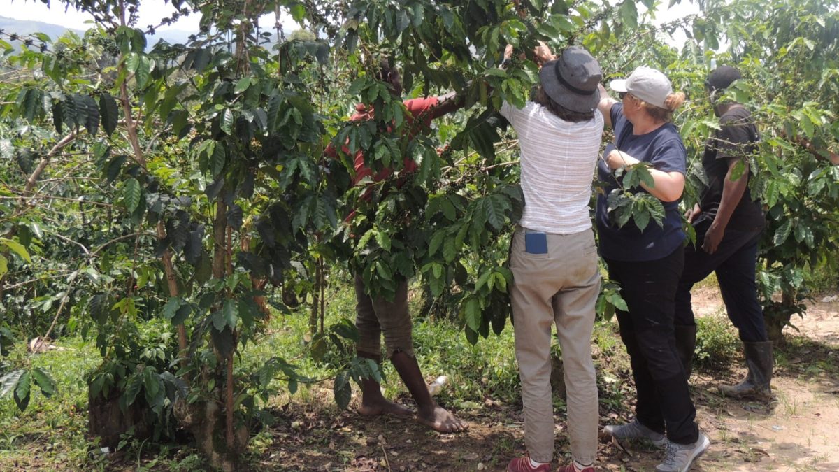 Coffee Tasting Tour in Kampala