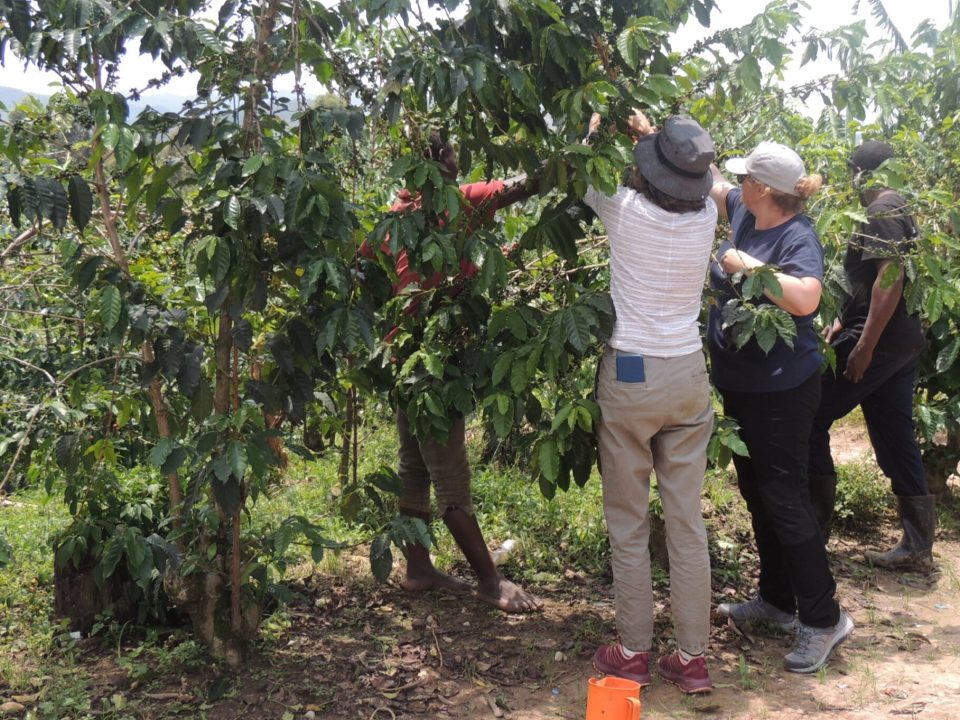 Coffee Tasting Tour in Kampala