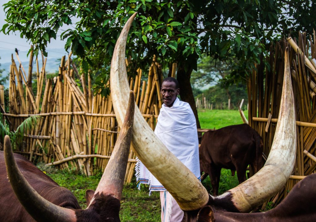 Cultural Experience in Ankole Region