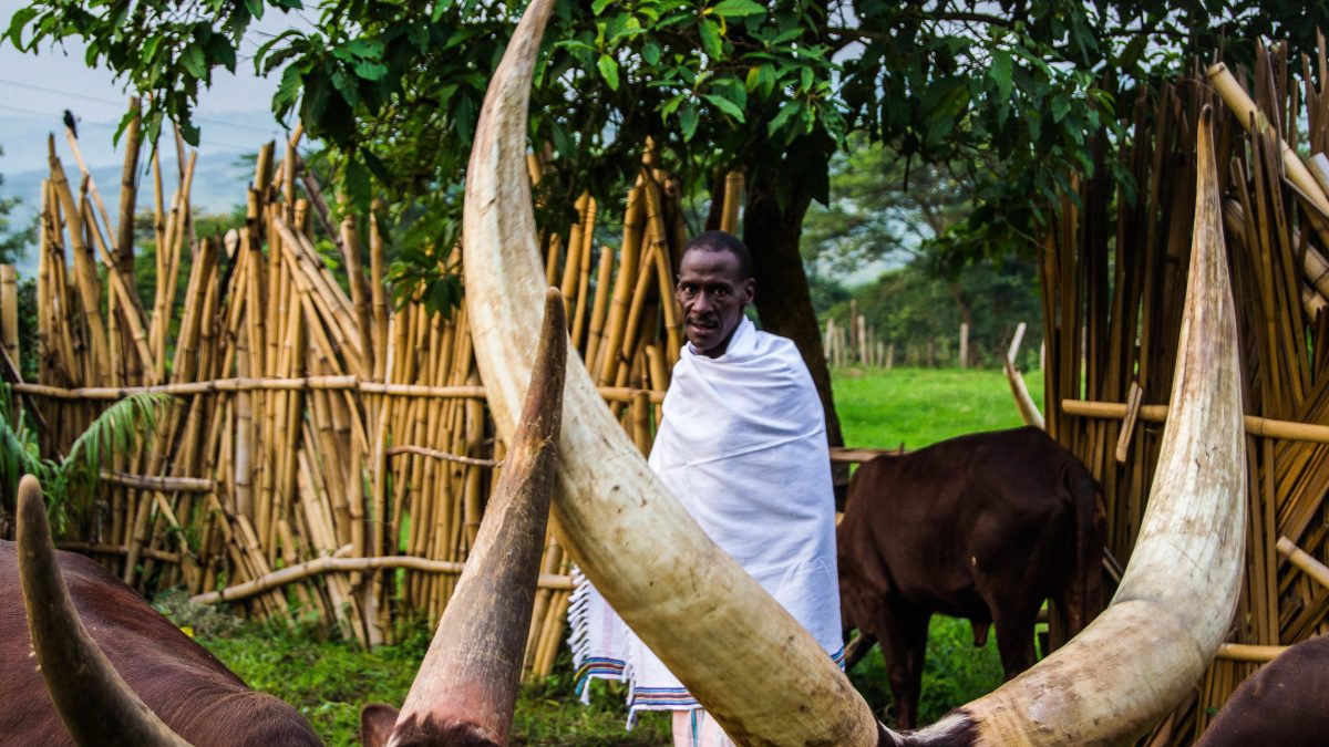 Cultural Experience in Ankole Region