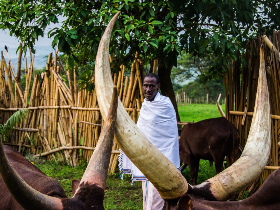 Cultural Experience in Ankole Region