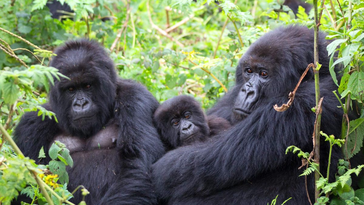 Gorilla Trekking Tour in Uganda