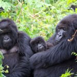 Gorilla Trekking Tour in Uganda