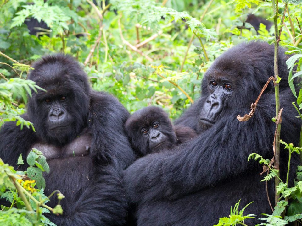 Gorilla Trekking Tour in Uganda