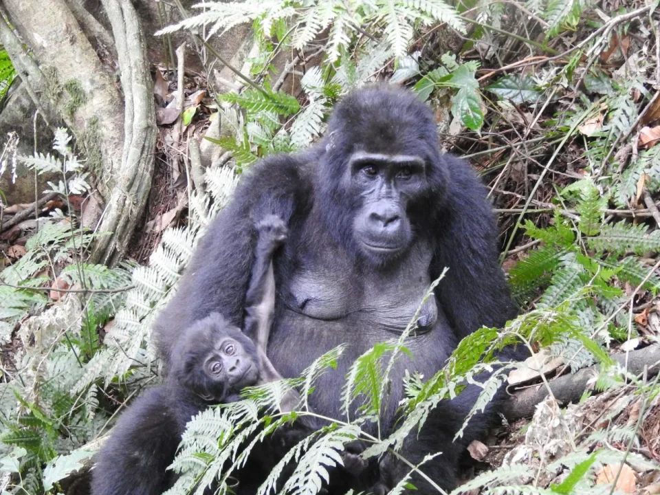 Gorilla Trekking and Wildlife Safari Group Tour in Uganda