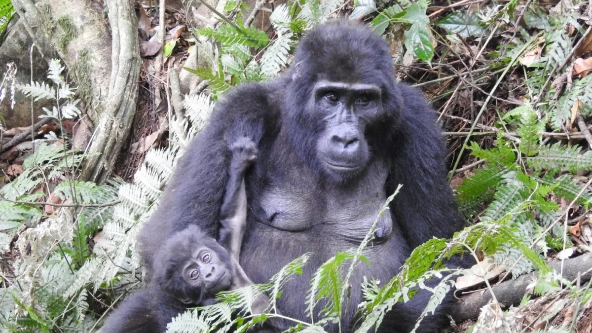 Flying Gorilla Safari to Bwindi Impenetrable National Park, Buhoma Sector During Holiday Season