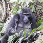 Flying Gorilla Safari to Bwindi Impenetrable National Park, Buhoma Sector During Holiday Season