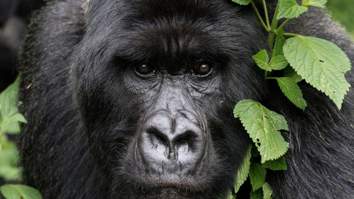 Honeymoon Rwanda