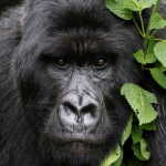 Honeymoon Rwanda