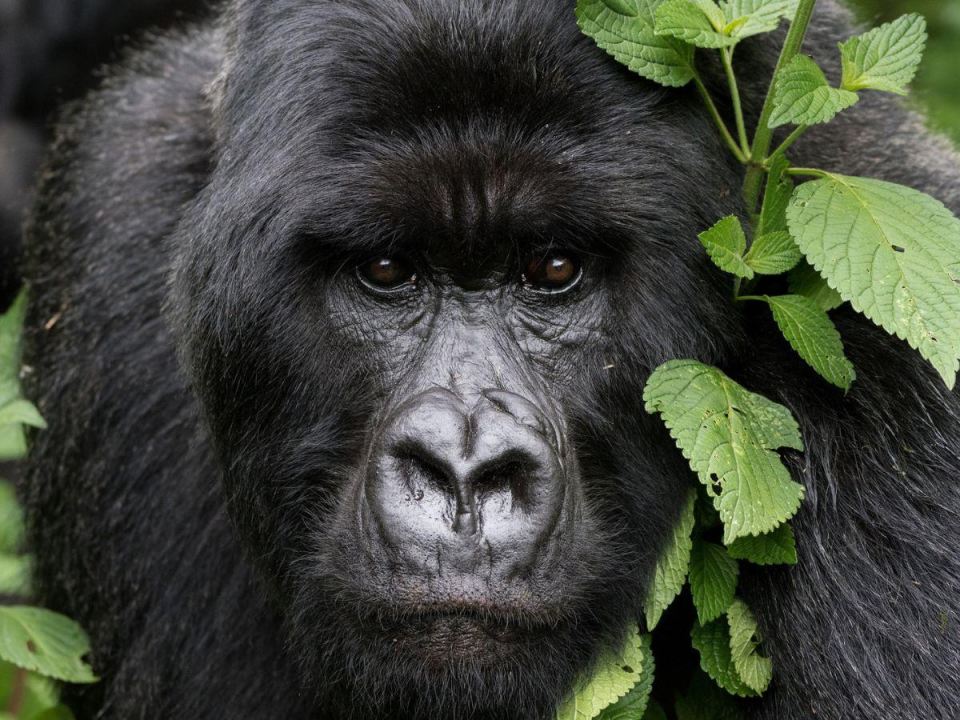 Honeymoon Rwanda