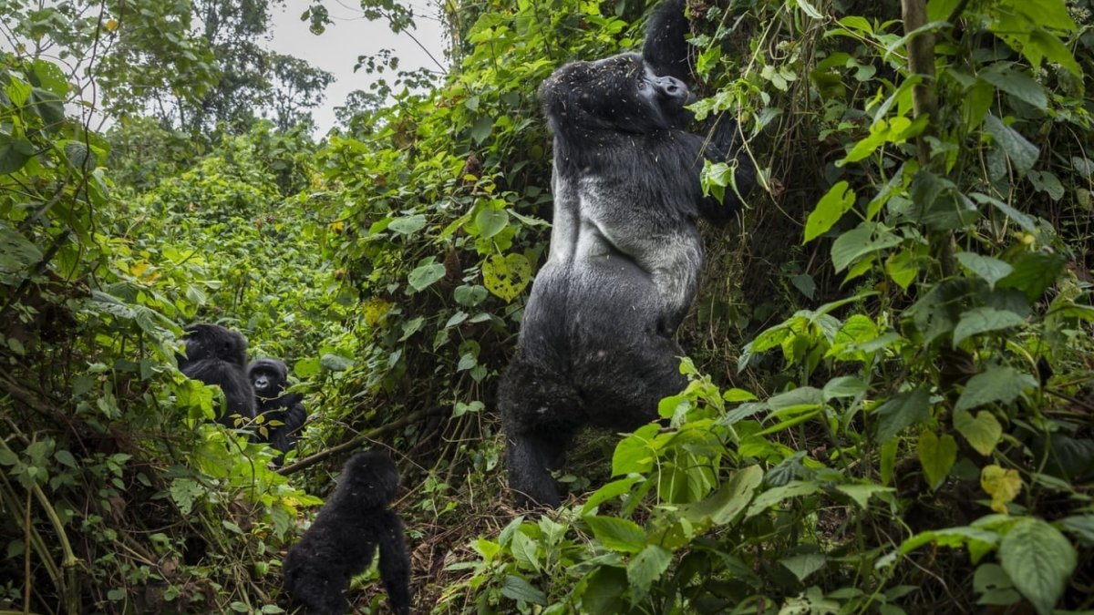 Honeymoon Gorilla Trekking and Wildlife Tour in Rwanda