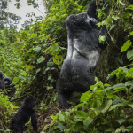 Honeymoon Gorilla Trekking and Wildlife Tour in Rwanda