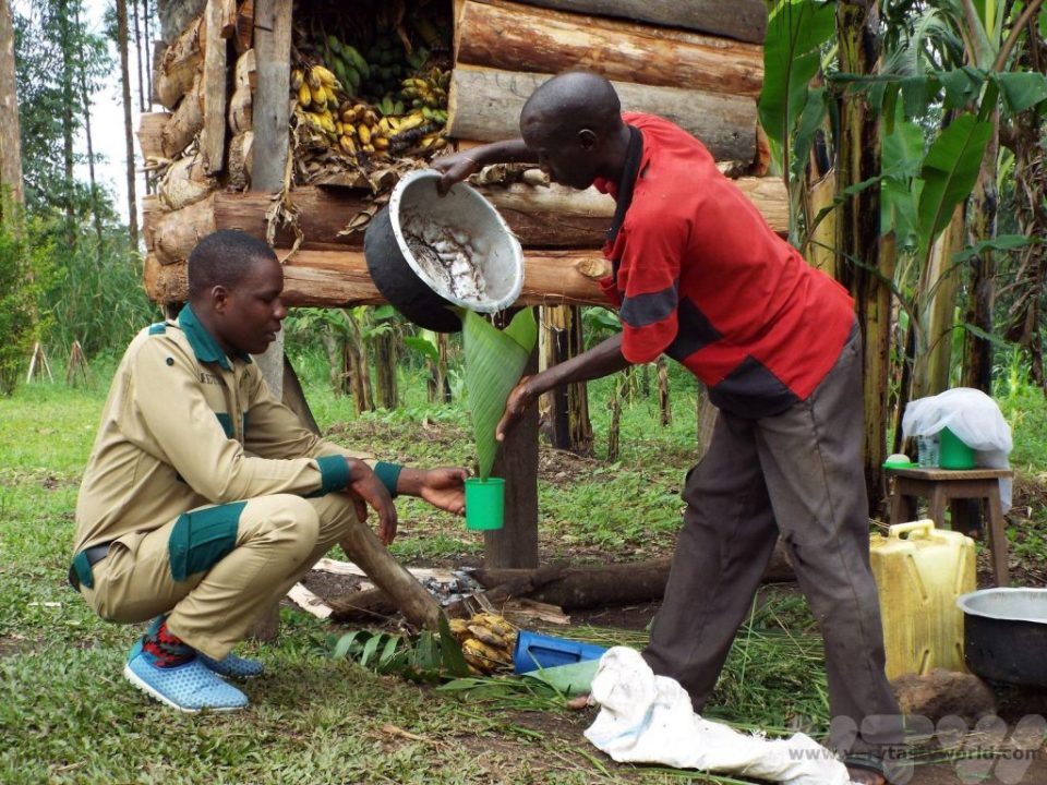 Learn Traditional Banana Beer Brewing in Bigodi