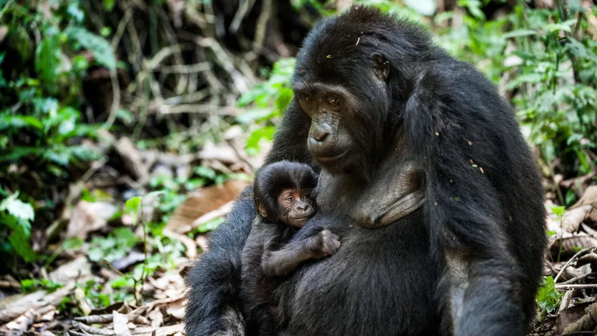 Frequently Asked Questions About Mgahinga National Park in Uganda