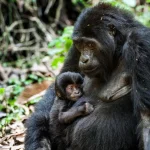 Frequently Asked Questions About Mgahinga National Park in Uganda