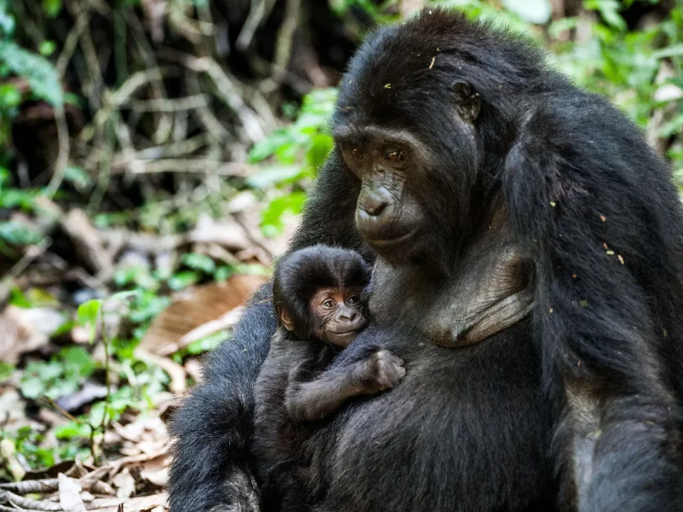 Frequently Asked Questions About Mgahinga National Park in Uganda