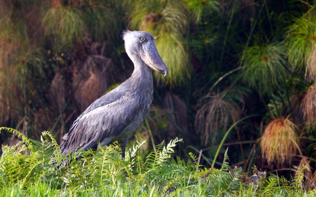Shoebill Tracking on Lake Albert Delta