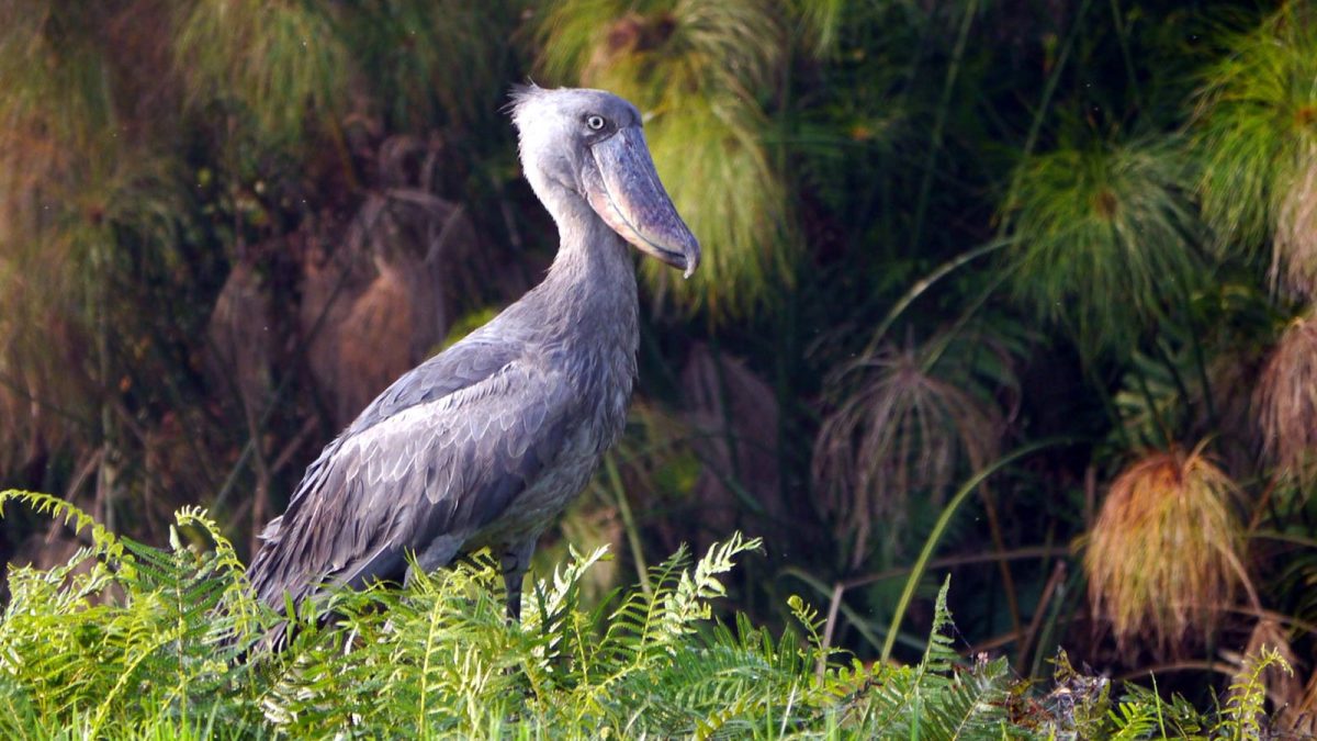 Shoebill Tracking on Lake Albert Delta