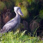 Shoebill Tracking on Lake Albert Delta