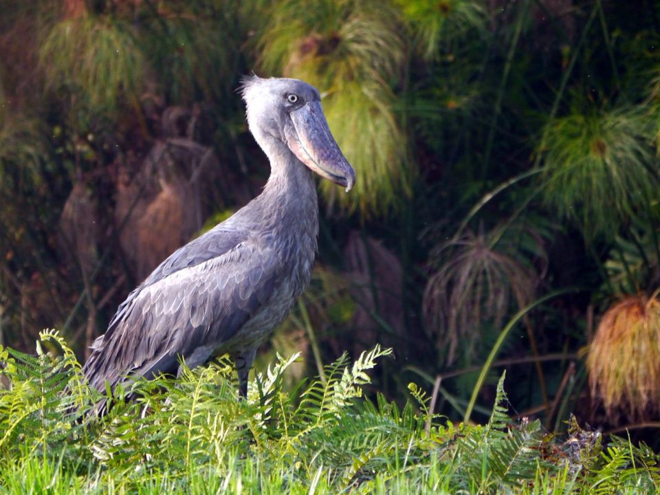 Shoebill Tracking on Lake Albert Delta