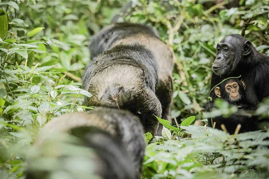 How to Plan a Gorilla and Chimpanzee Trek in Uganda?