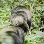 How to Plan a Gorilla and Chimpanzee Trek in Uganda?