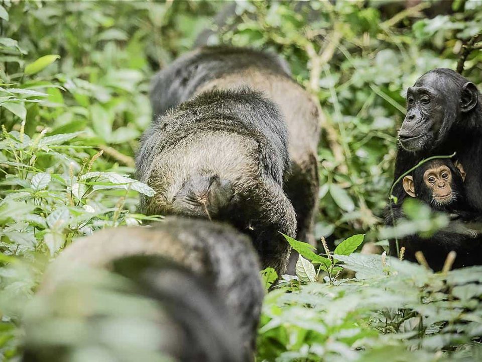 How to Plan a Gorilla and Chimpanzee Trek in Uganda?