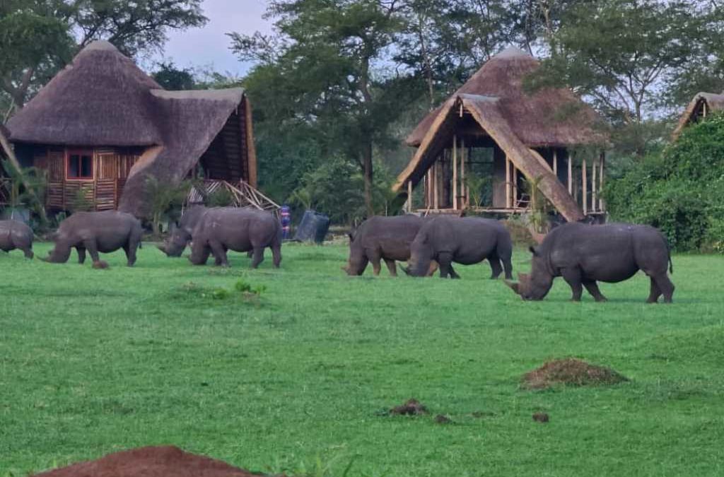 What Types of Accommodation Are Available Near Ziwa Rhino Sanctuary?